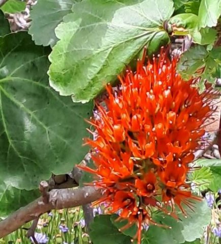 Greyia sutherlandii inflorescence